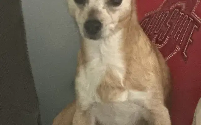Abby’s doggone nails 🐕 in Crestline, OH