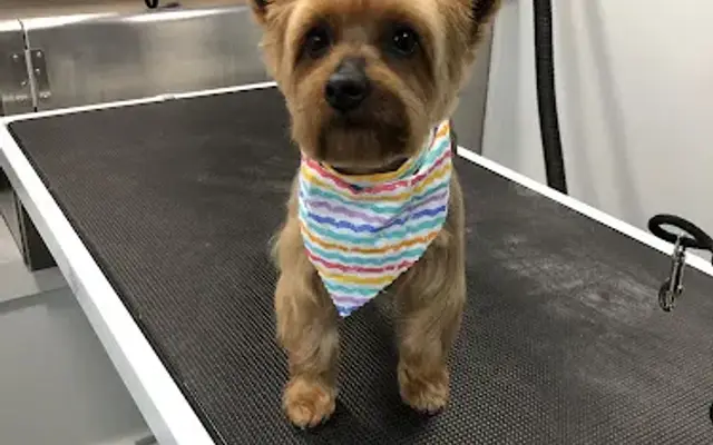 "Paw"miere Mobile Pet Spa in Princeton, TX