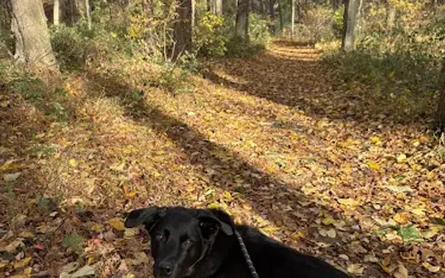 Vixen Hall Kennels in Oxford, PA
