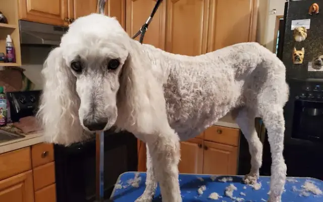 Caitybugs Mobile Grooming in Ocala, FL
