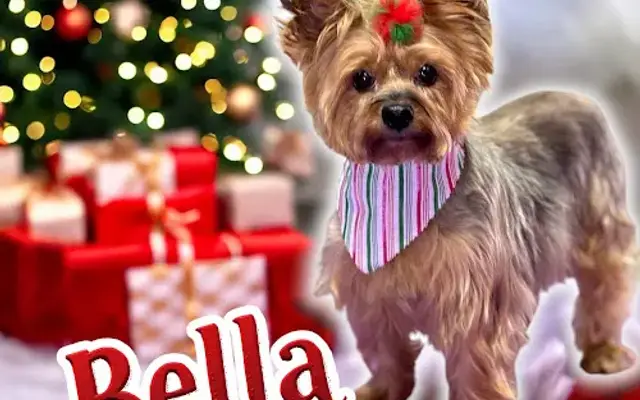 Victoria Thee Pet Stylist in Jackson, TN