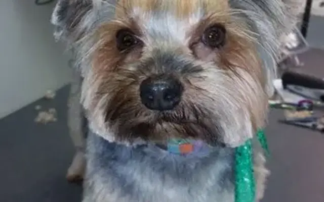 Paradise Pet Salon in Broussard, LA