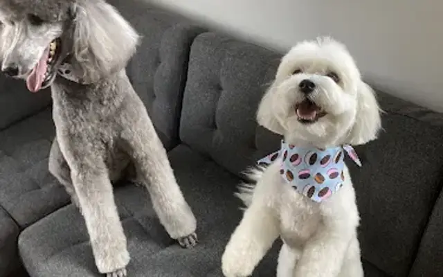 Furbaby In-Home Pet Grooming in Aurora, CO
