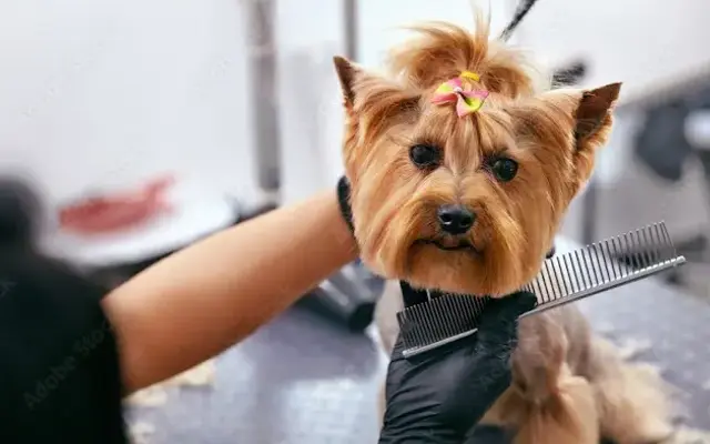 4 Show Mobile Pet Grooming in Grand Prairie, TX