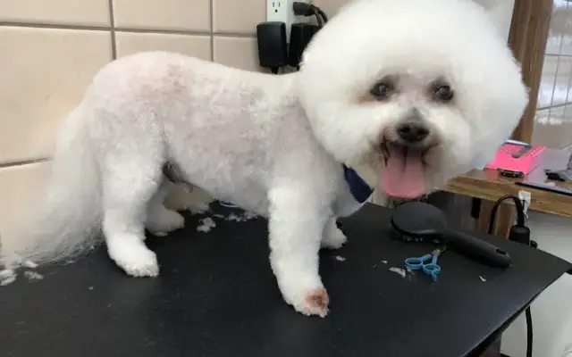 Vicky's Pet Boutique in Ruskin, FL