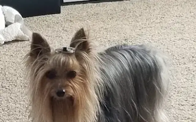 Waggin Tails Pet Grooming in Heyburn, ID