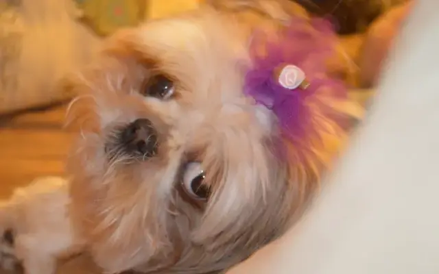 Grooming Doggie Styles in Salem, IN