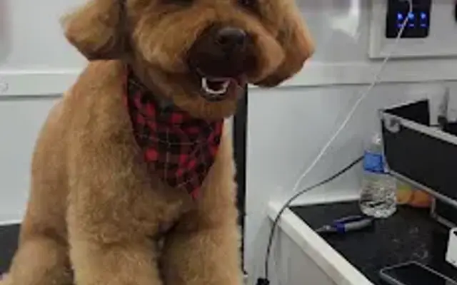 Pup Up N Away (Mobile Grooming) in Loxahatchee, FL