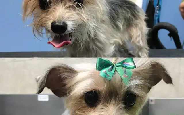 The Laundromutt, LLC in Cocoa, FL
