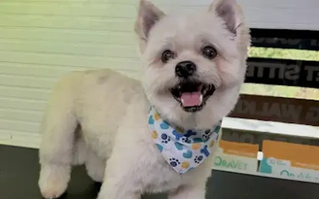 Mimi's Pet Grooming and Care in Washington, DC