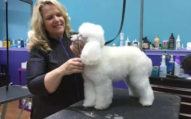 Love Fur Dogs 2 in Glenview, IL