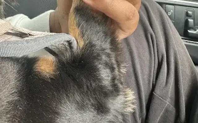 PetSmart Grooming in San Antonio, TX