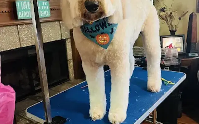 In home grooming by Brittany in Kingsland, GA