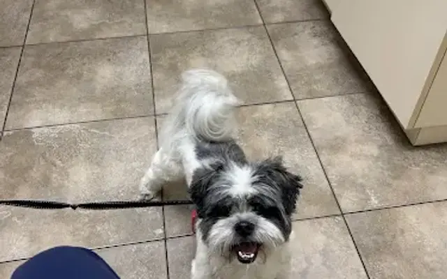 North Shore Animal Hospital in North Fort Myers, FL