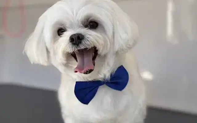 Bahia Groomer in Orlando, FL