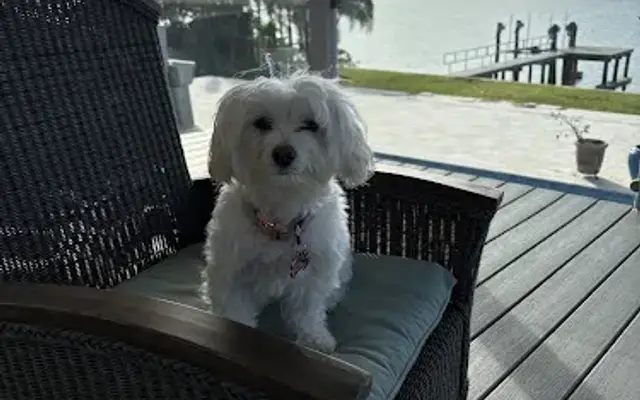 Loving Suds Pet Spaw in Tampa, FL