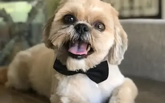 Furry Critters Mobile Grooming Salon in Rancho Mirage, CA