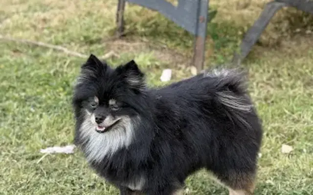 PetSmart Grooming in Starkville, MS