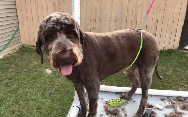 Belly Rubs &Tubs Grooming in Mt Gilead, NC