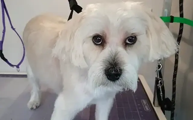 Mel's Dog Grooming Services in Scottsdale, AZ