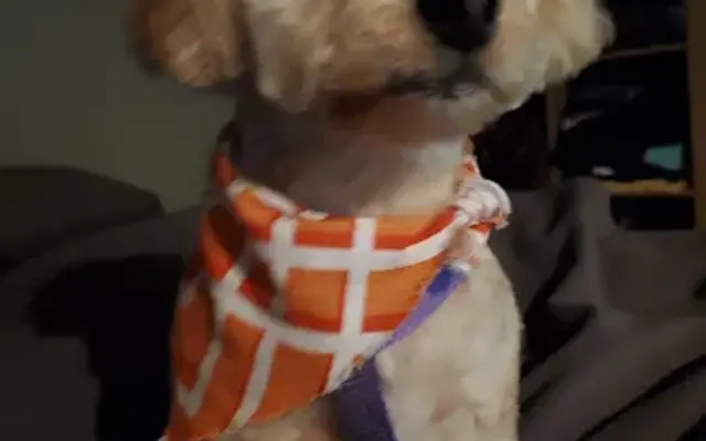 Petstar Salon in Catskill, NY