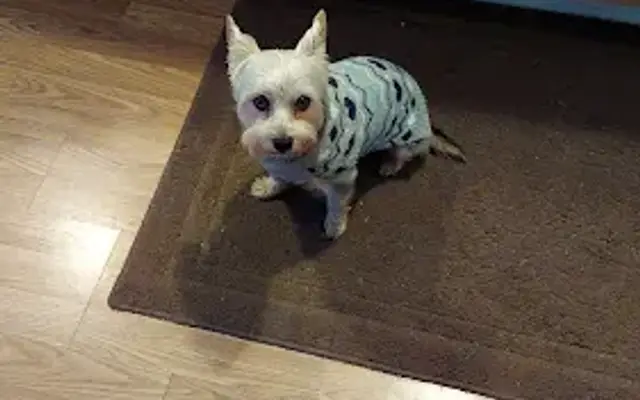Gwyn's Grooming in Athens, TX