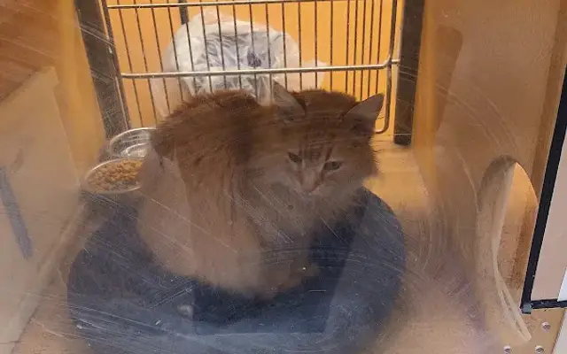 PetSmart Grooming in Dayton, OH