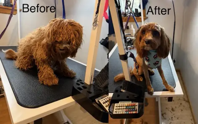 Melz Suds & Snuggles Dog Grooming in Pine Bush, NY