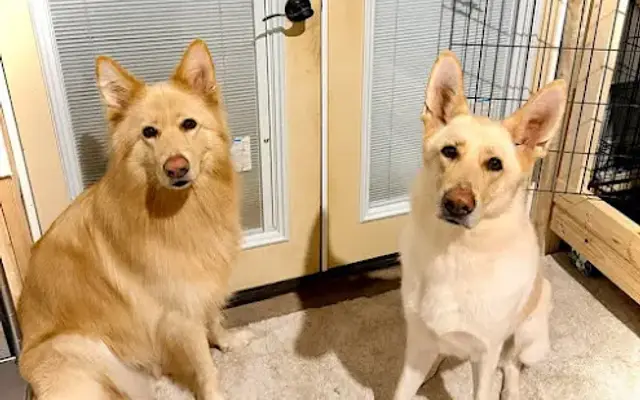 The Pup Fluff Co. in Knoxville, TN