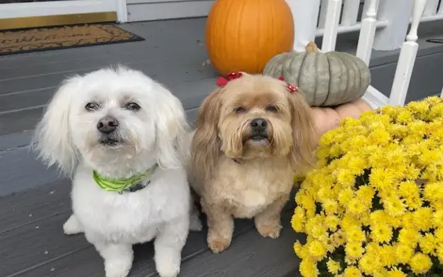 Shar-Jo's Pet Styling & In-Home Pet Sitting in Milford, OH