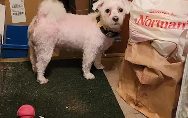 Gretchen's Dog Grooming in Moosic, PA