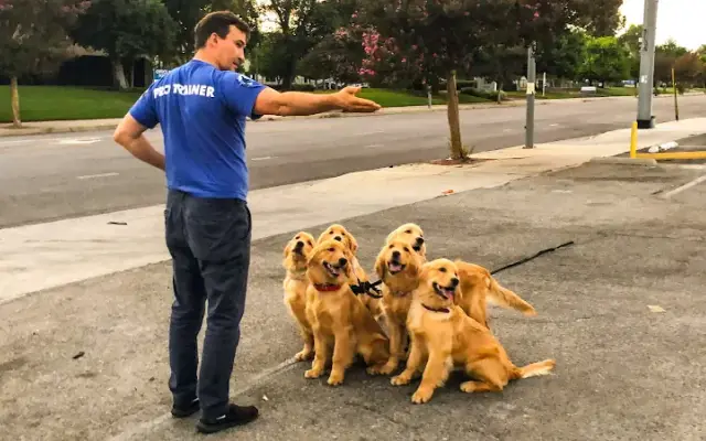 The Royal Dog Spot in Beverly Hills, CA