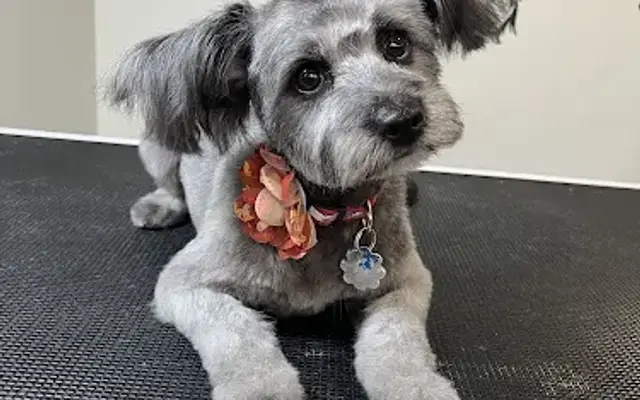 Happy Paws Grooming & Spa in Greenville, SC