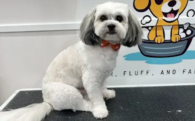 Love 4 paws mobile grooming in Naples, FL