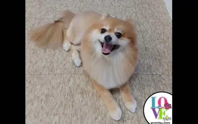 Love Pets Grooming & More in Naples, FL