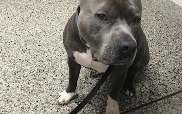 Woodsdale Animal Hospital in Roxboro, NC