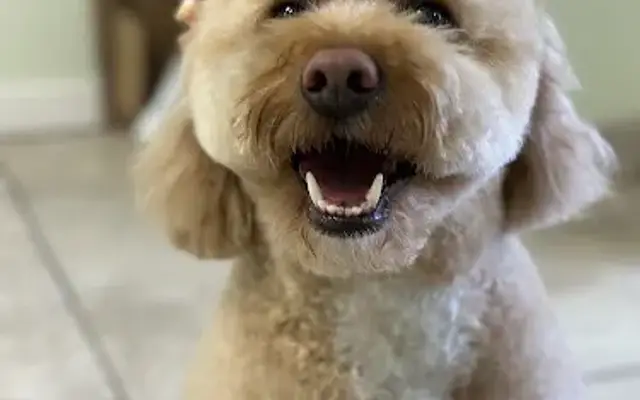 Paws & Rufflect Dog and Cat Grooming (Salon & Mobile) in Hammonton, NJ