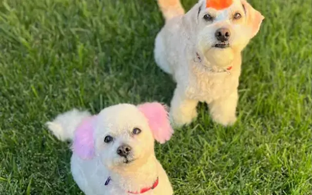 Terrific Tufts in Tustin, CA