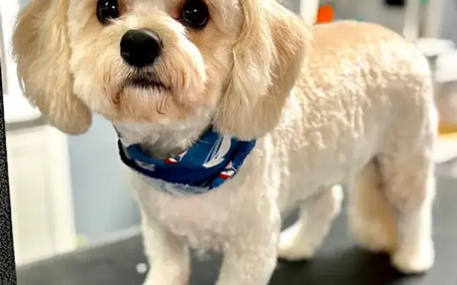 Furry Friends Doggie Spa LLC in Anderson, IN