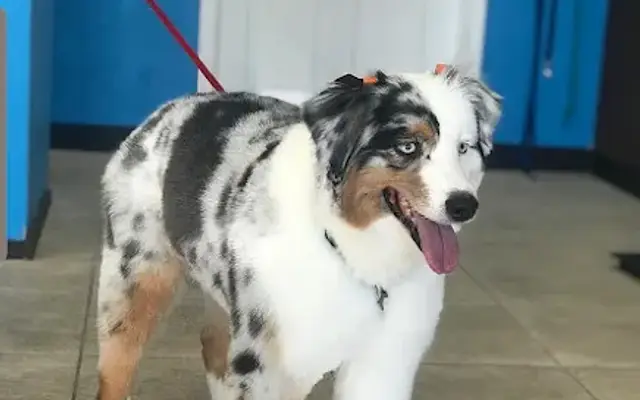 iPaw Pet Salons Hwy 46 in Bulverde, TX