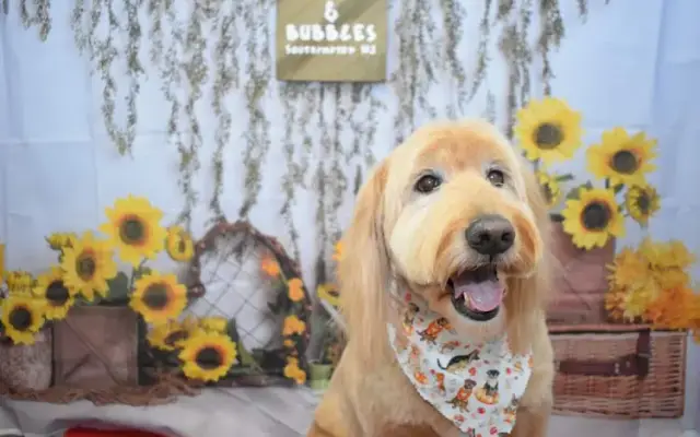 Barks & Bubbles Pet Salon in Southampton Township, NJ