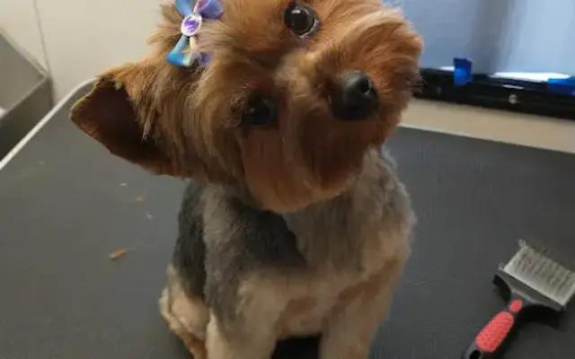 Paws N Tails Mobile Dog Grooming in Kingsland, GA
