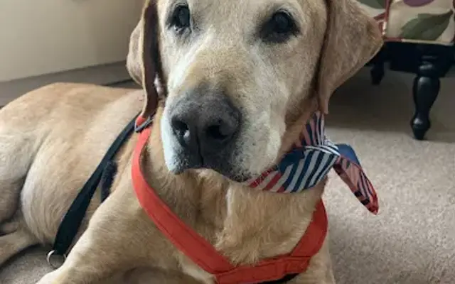 PetSmart Grooming in Bessemer, AL