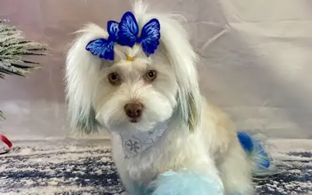 Renee’s Ruff Cuts in Mandeville, LA