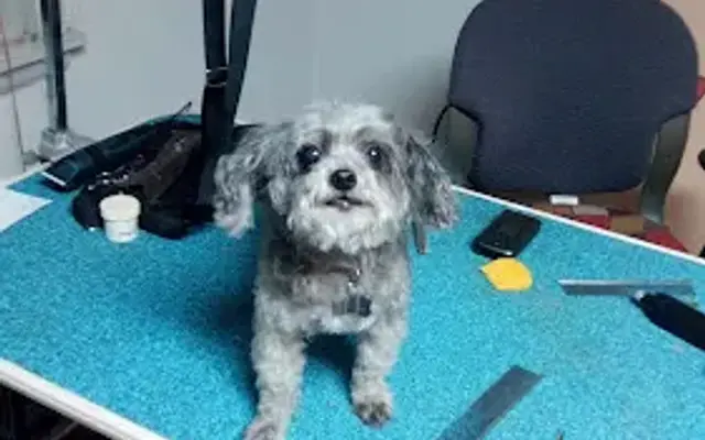 Doggy Doo Grooming and Boarding in Lone Grove, OK