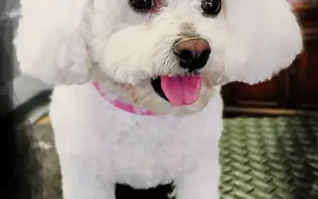 Upper Valley Pet Grooming in Springfield, OH