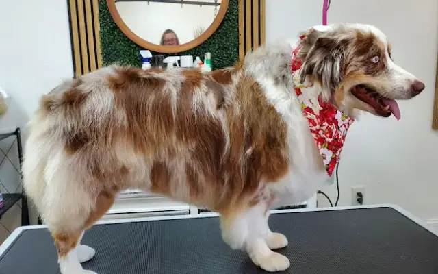 The Vintage Groomer in Oakdale, CA