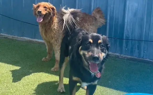 The Pampered Paw Pet Resort & Spa in Ada, OK