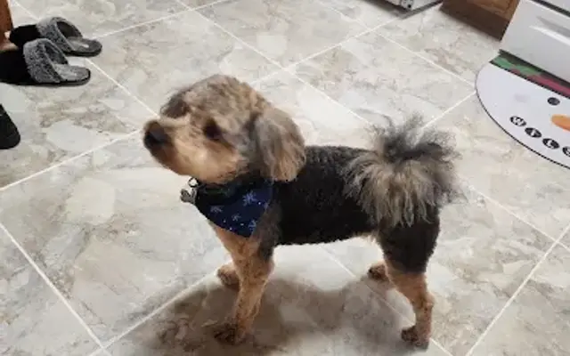 Ferinos Hot Dog's Grooming Salon in Warren, PA