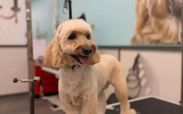 Pet Supplies Plus Sterling Grooming in Sterling, VA